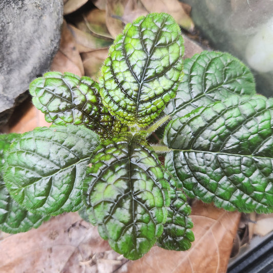 Nautilocalyx erytranthus