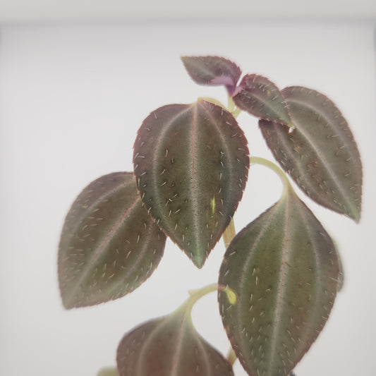 Arthrostemma parvifolium
