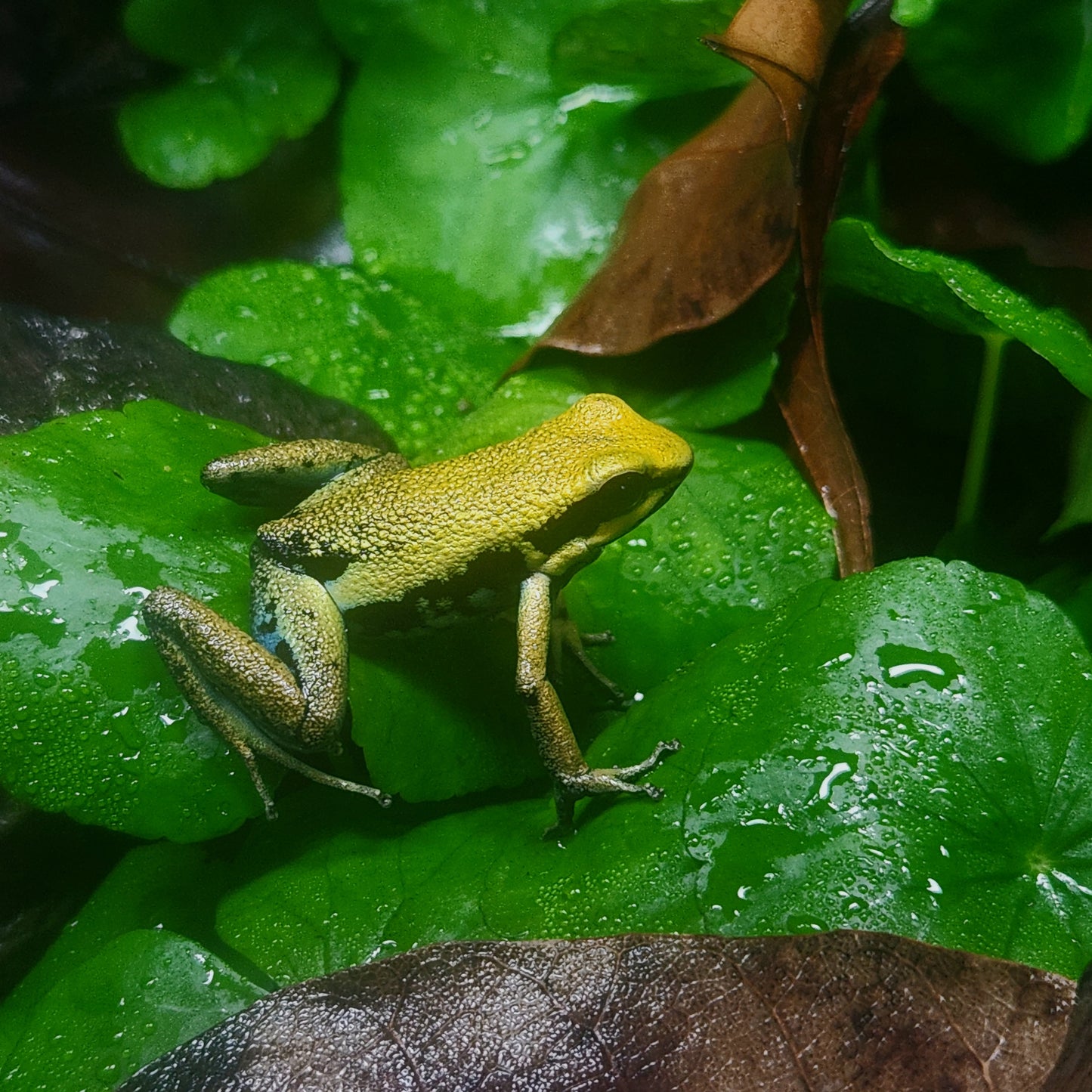 Ameerega bassleri "Yellow"