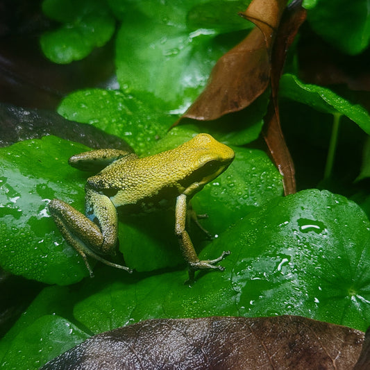 Ameerega bassleri "Yellow"