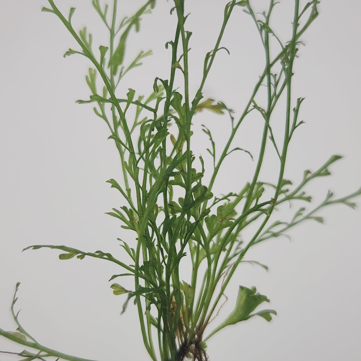 Asplenium fragrans 'chazuta'