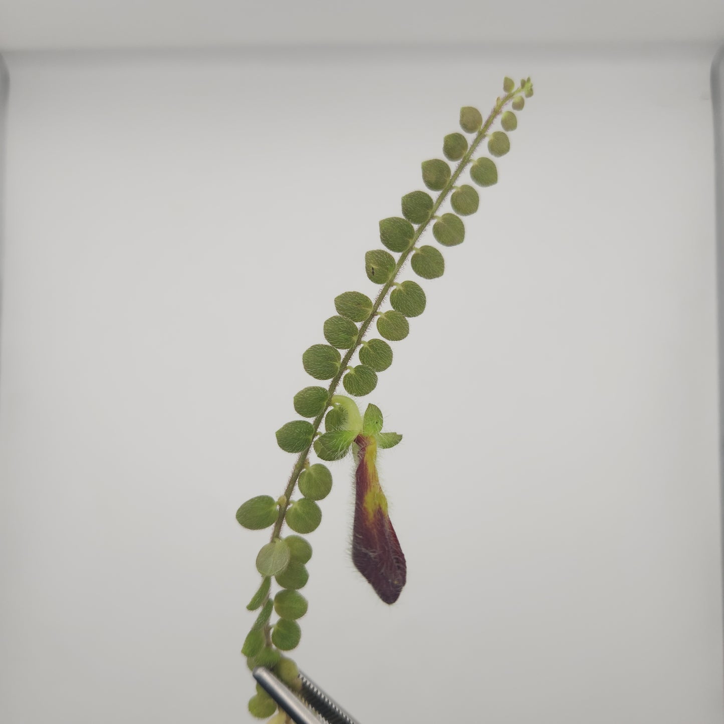 Columnea microphylla