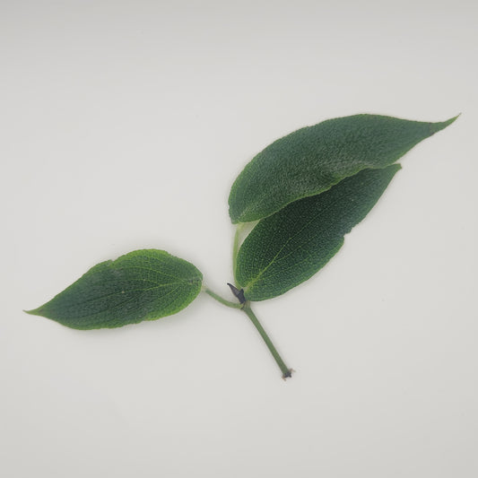 Piper marsupiiferum