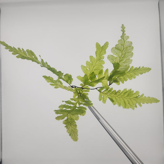 Hymenophyllaceae sp. NoID