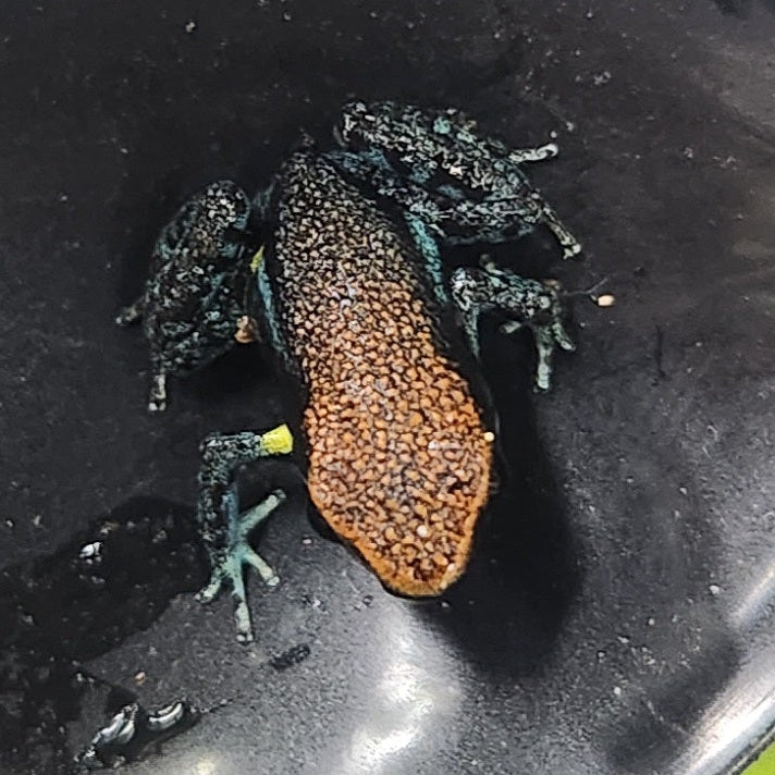 Ameerega billinguis "Columbia"