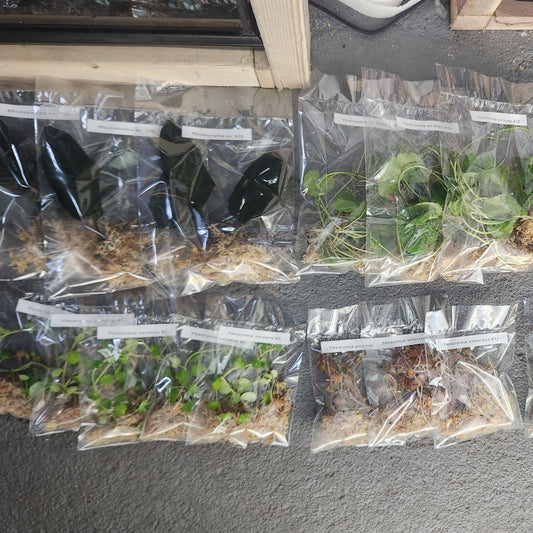 Pick Your Price Plant Packs