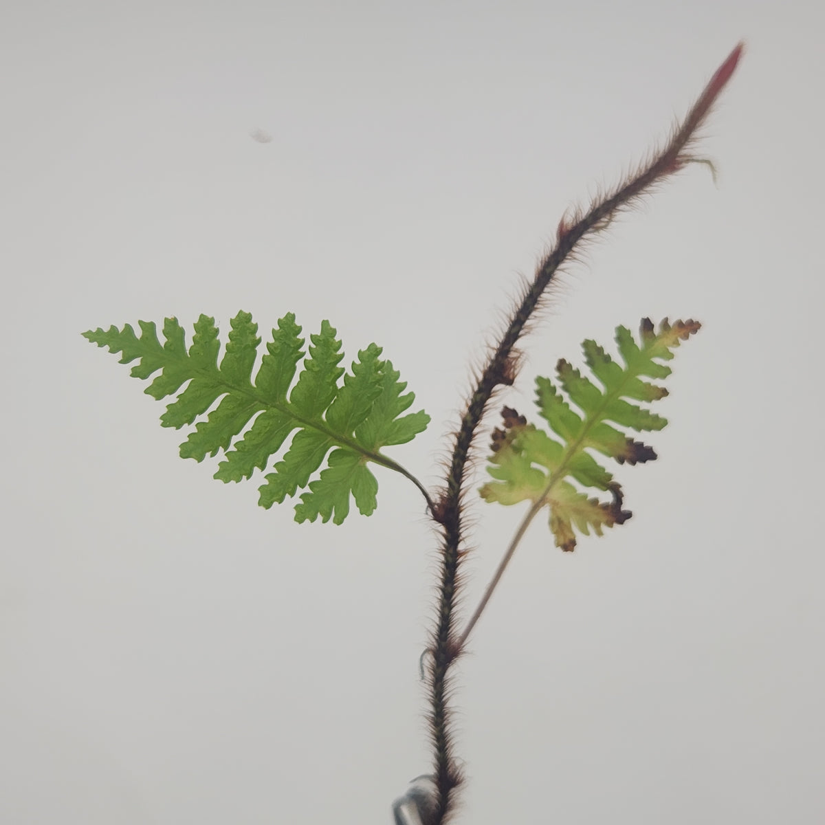 Davallia sessifolia