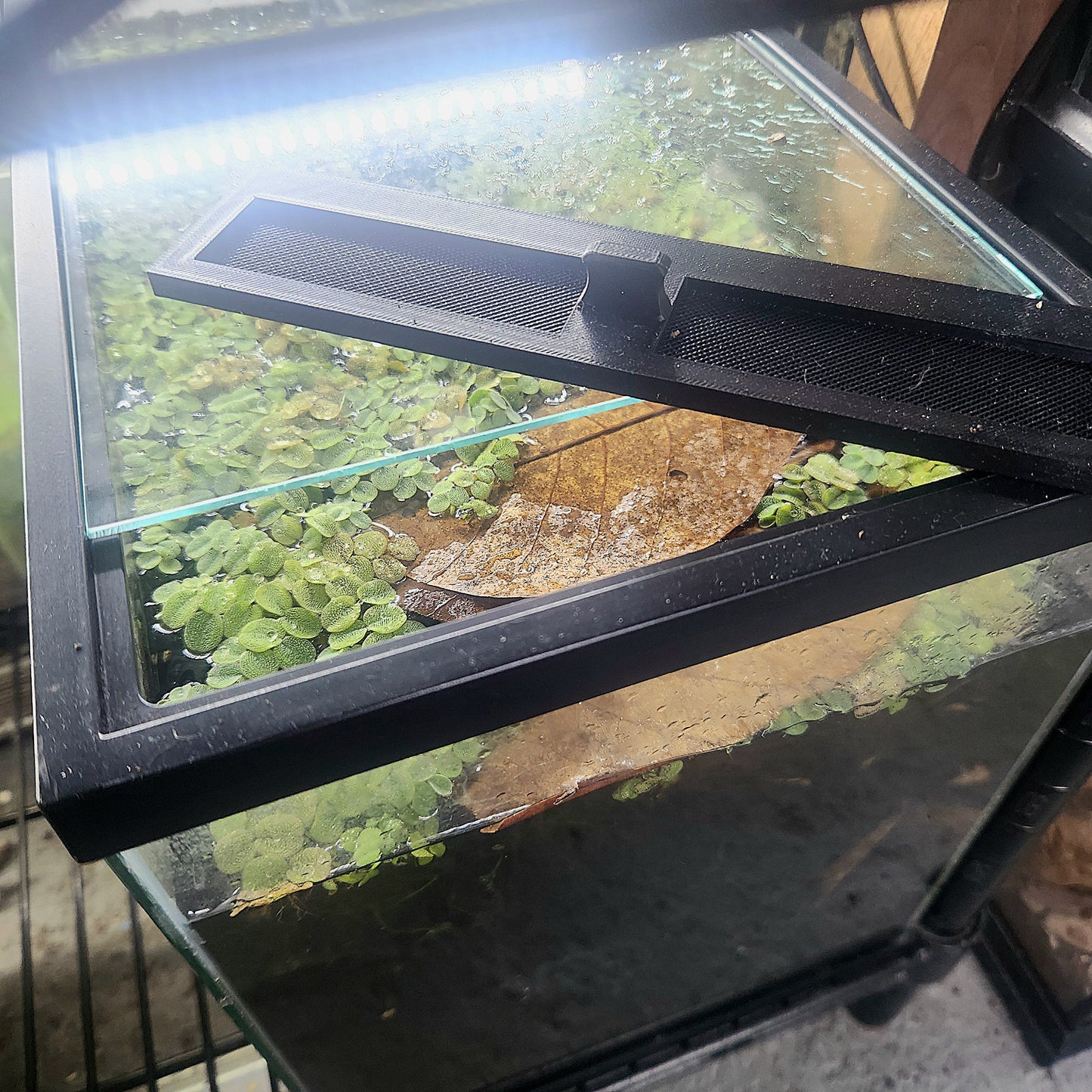 5.5 Gallon Tadpole Top