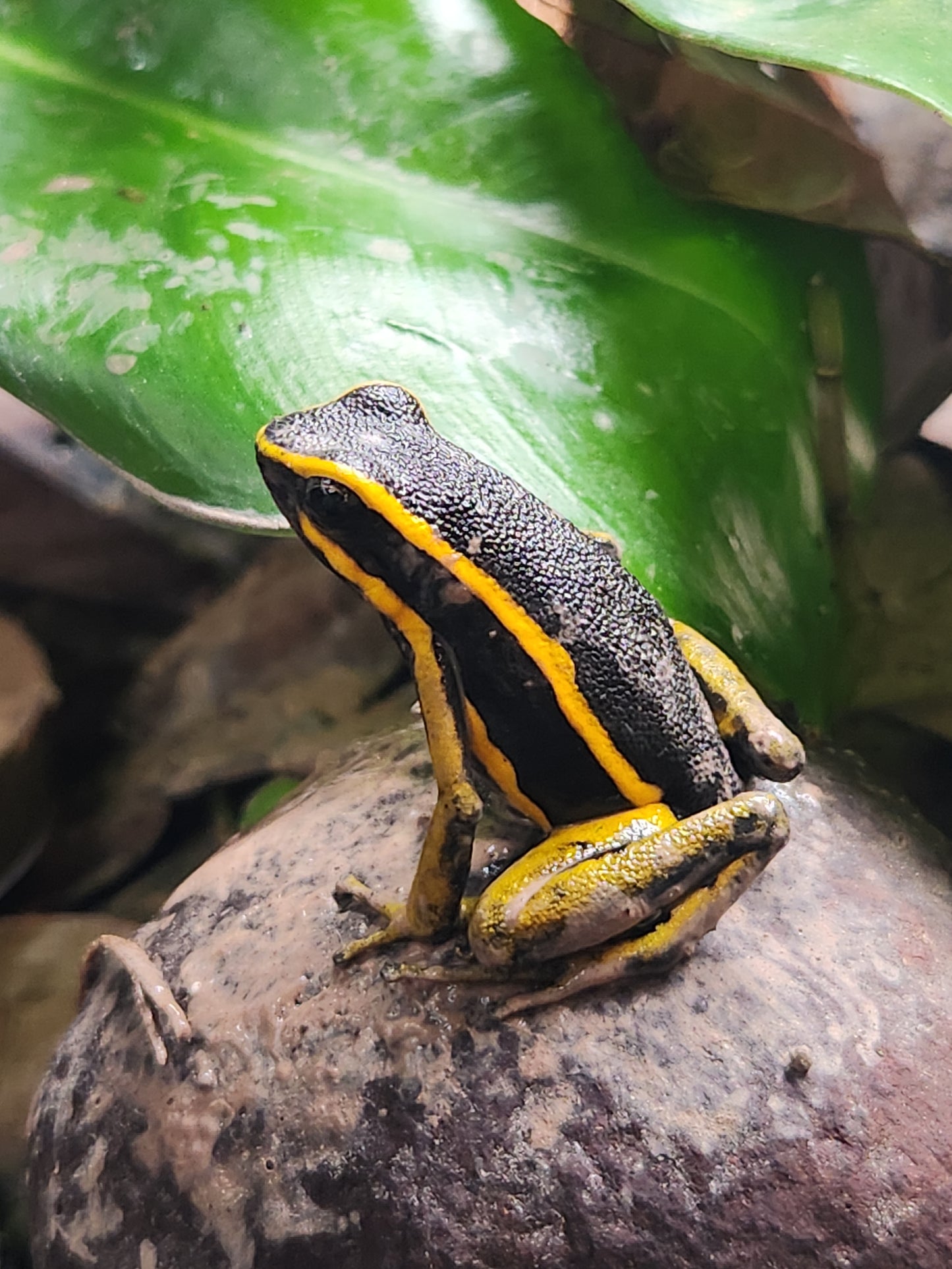 Ameerega trivittata "Yellow"
