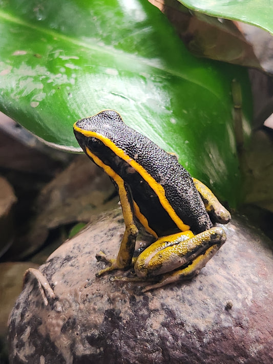 Ameerega trivittata "Yellow"