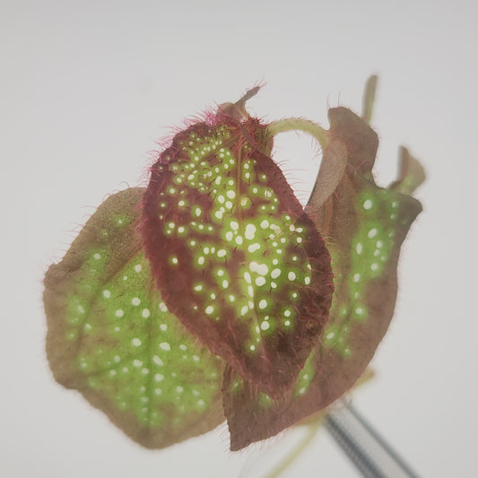 Sonerila sp.