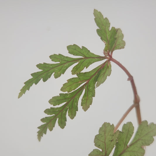 Begonia polilloensis