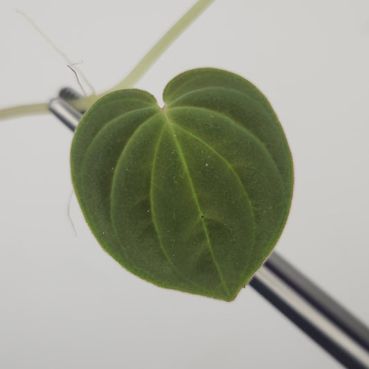 Peperomia crotalophora