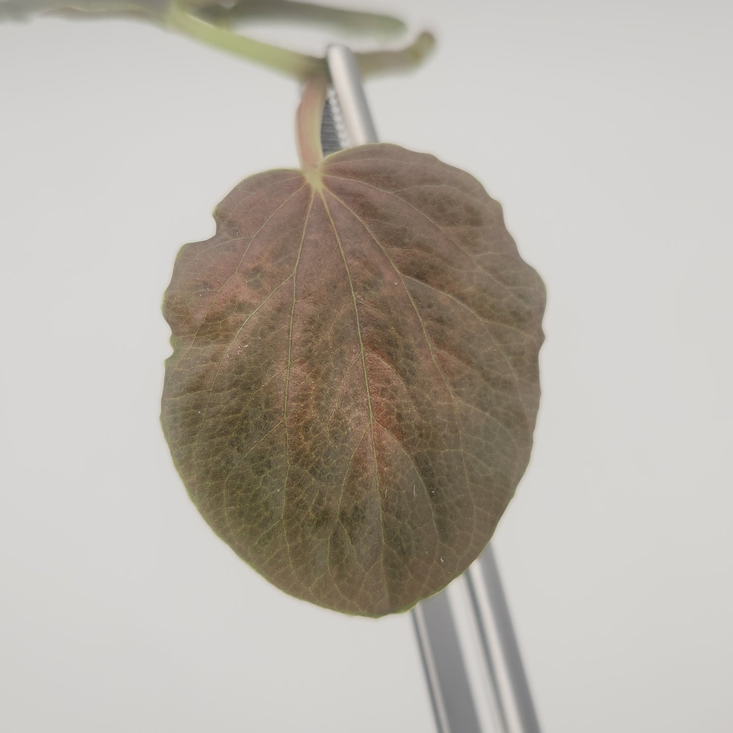 Peperomia rugosa