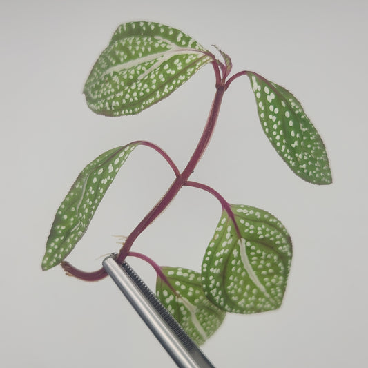 Sonerila sp. 'white line'