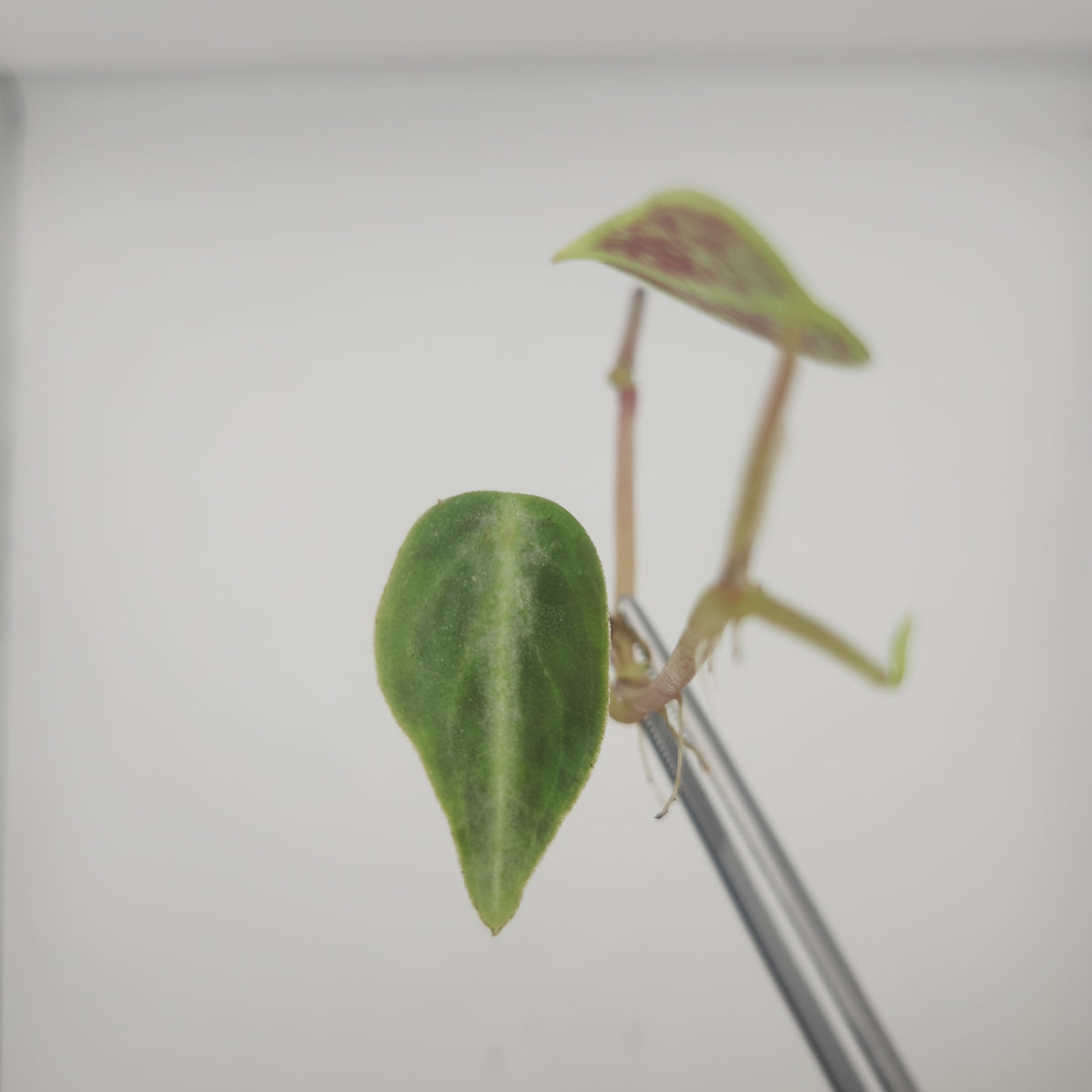 Peperomia sp.