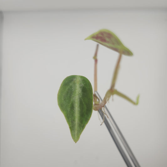 Peperomia sp.