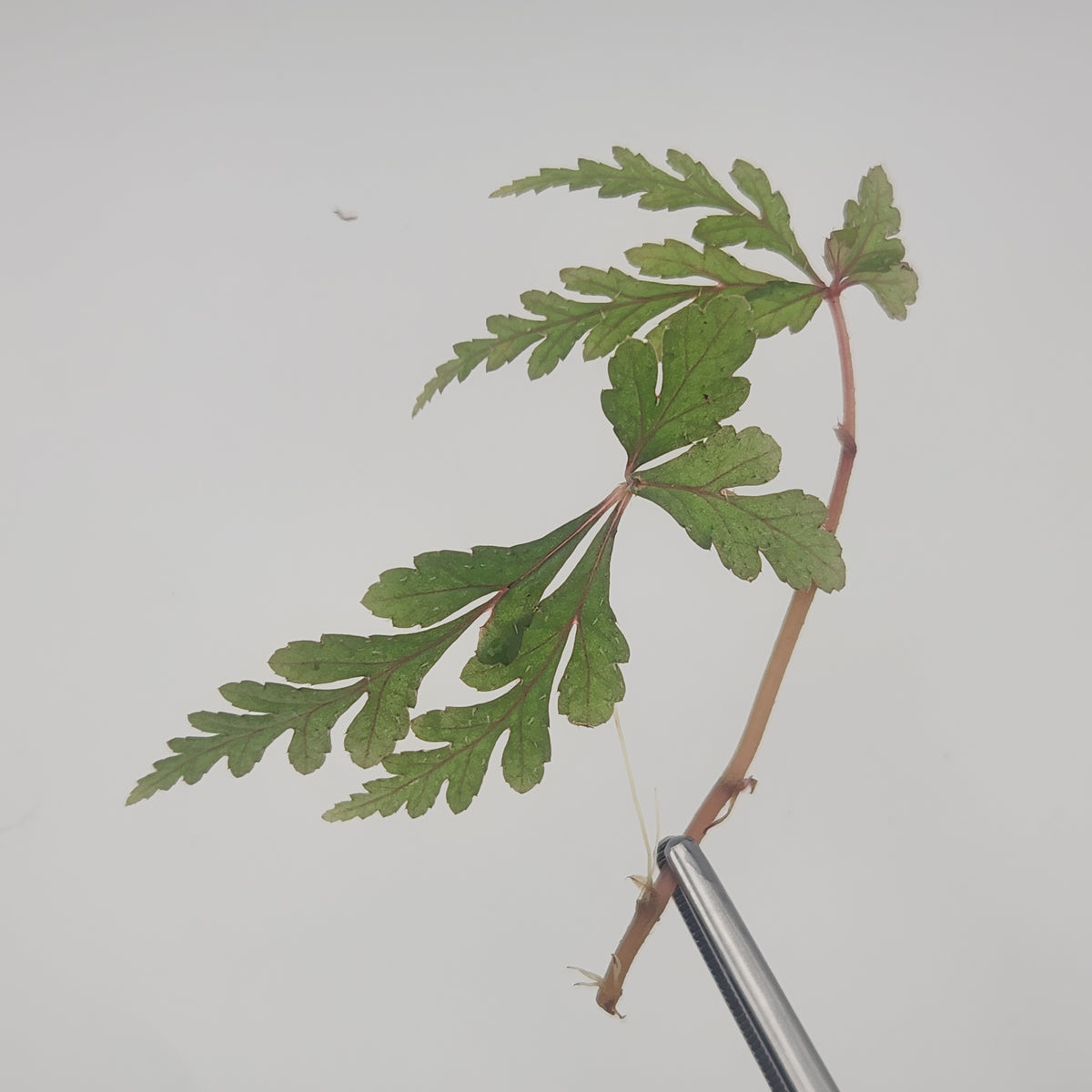 Begonia polilloensis