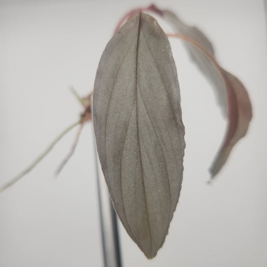 Homalomena sp. 'platinum'