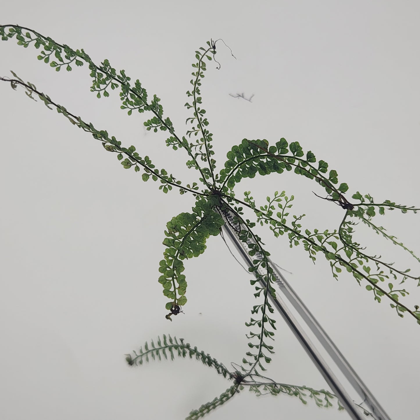 Asplenium uniseriale