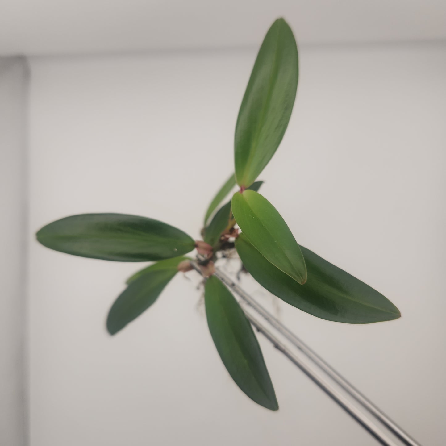 Philodendron pierrelianum "Darkside"