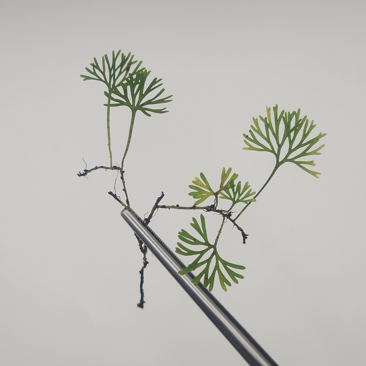 Elaphoglossum peltatum